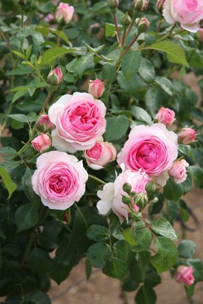 Роза Эрмитаж: особенности и характеристика сорта, правила посадки, выращивания и ухода, отзывы - все о выращивании роз