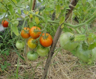 томат сибирский скороспелый характеристика и описание сорта фото отзывы