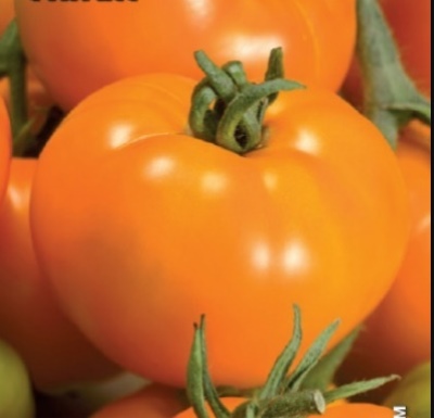 томат оранжевый гигант характеристика и описание сорта фото отзывы урожайность