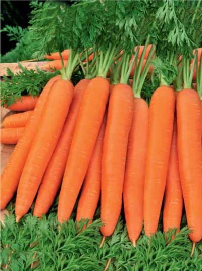 Морковь Ромоса описание сорта, фото и отзывы