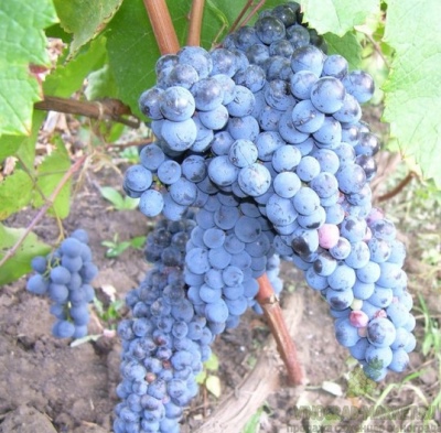 Виноград Дальневосточный особенности выращивания описание сорта характеристики фото отзывы