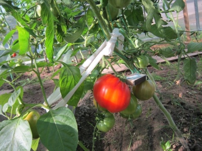 томаты данко описание сорта фото отзывы