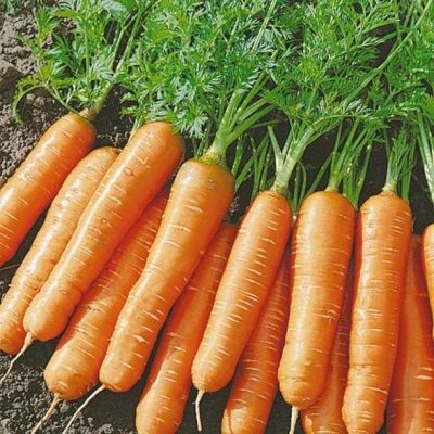 Морковь Балтимор: особенности и внешний вид