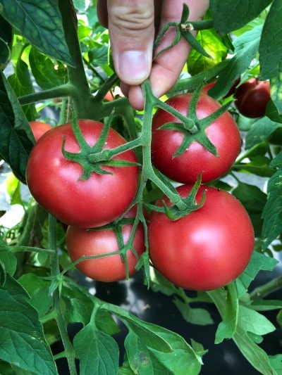томат розовая катя характеристика и описание сорта фото отзывы урожайность