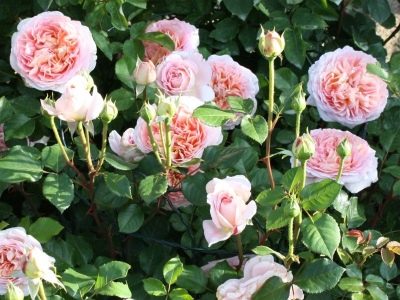 Роза Абрахам Дерби: фото, описание сорта, отзывы садоводов | НашСад-садоводство и огородничество