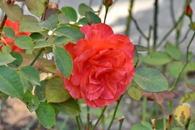 Роза Красный Маяк: отзывы, описание сорта, фото, видео, отзывы, характеристики - Ортон