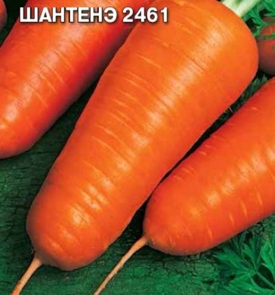 Морковь Шантане 2461 описание и характеристики сорта, фото, отзывы