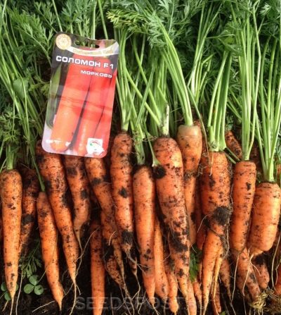 Морковь Соломон описание сорта, отзывы, фото