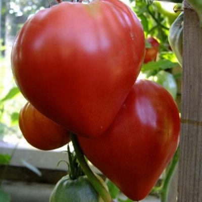 воловье сердце томат