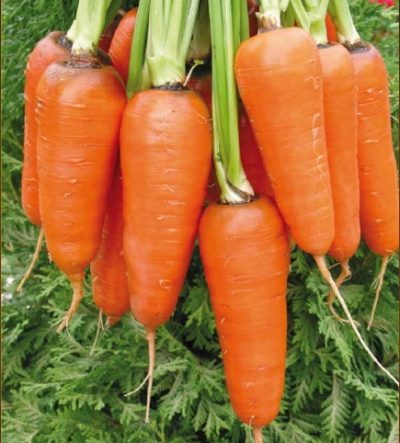 Морковь Абако описание и характеристики сорта, фото, отзывы
