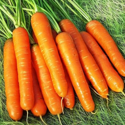 Морковь Нантская 4 описание сорта, фото и отзывы