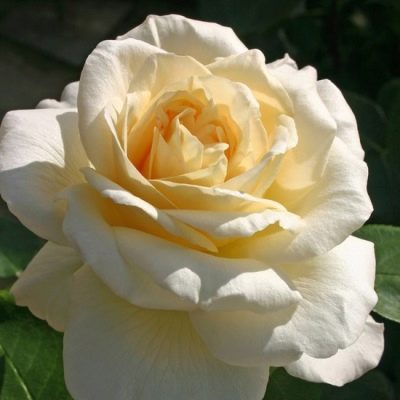 Описание цветка Роза Ла Перла