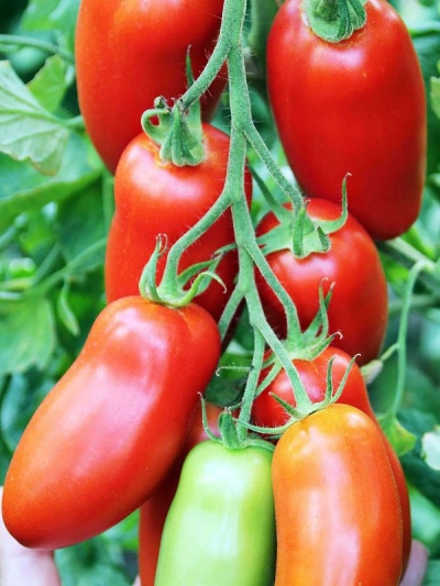 Перцевидные томаты: урожайность и особенности