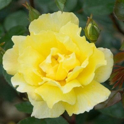 Голден Шауэрс: описание и характеристики розы сорта с фото и отзывы - Golden Showers (Climbing Rose)