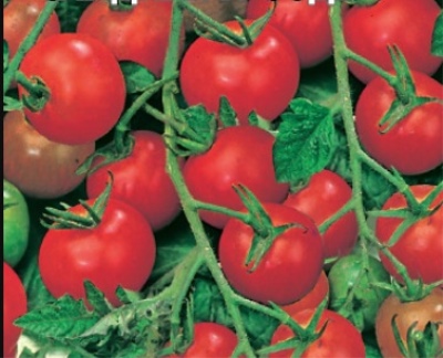 Томат Сладкая гроздь: описание сорта и характеристики, посадка и выращивание, болезни и вредители, отзывы