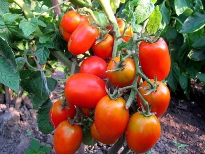 Лучшие сорта томатов для средней полосы России