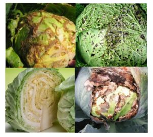 Болезни и вредители капусты: тля, гусеницы, как уберечь и чем обработать (календарь) рассаду от вредителей