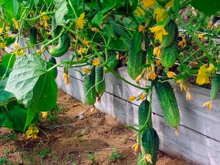 Как выращивать огурцы в теплице и открытом грунте: лучшие сорта длявыращивания, секреты получения небывалого большого урожая с огорода - Ортон