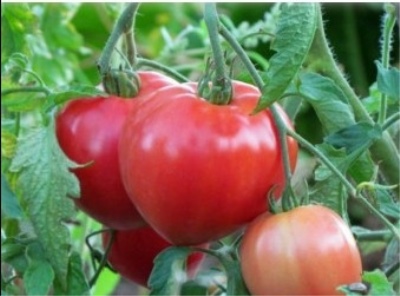 Лучшие сорта томатов для Урала