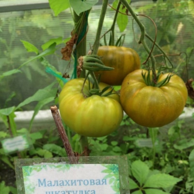 томат малахитовая шкатулка характеристика и описание сорта фото отзывы урожайность