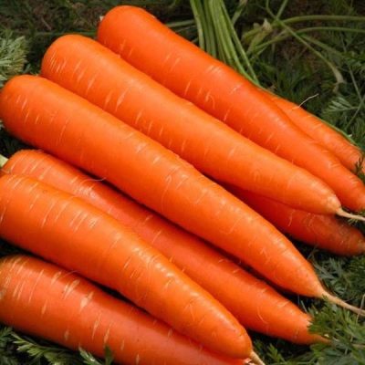 Морковь Лосиноостровская 13 описание сорта, фото и отзывы