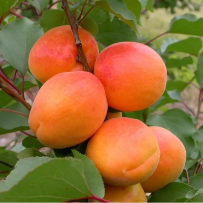 Лучшие сорта абрикоса для Юга 2023 года: какие сорта абрикоса для Юга лучшекупить, как правильно выбрать, фото, характеристики, урожайность, описаниесортов - Ортон
