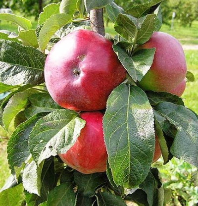 Яблоня яблоня Останкино: отзывы, описание сорта, фото, видео, отзывы,характеристики - Ортон