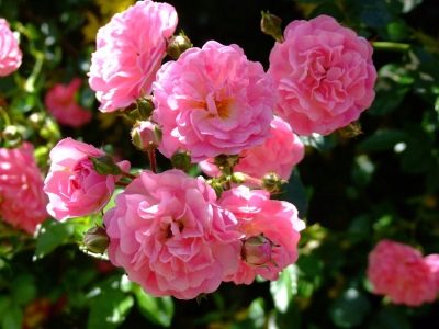 Роза Супер Дороти: особенности сорта, правила посадки и ухода, отзывы - все о выращивании