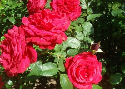 Алекс Ред - Alec's Red (Bush Rose): описание, характеристики, фото и отзывы