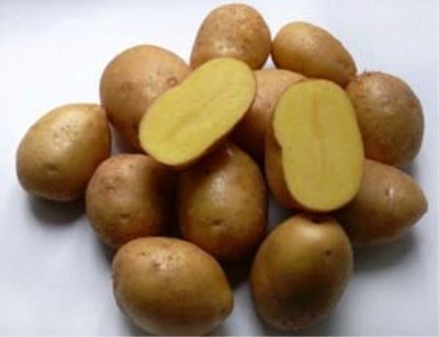 Картофель Импала: отзывы, описание сорта, фото, видео, отзывы,  характеристики - Ортон