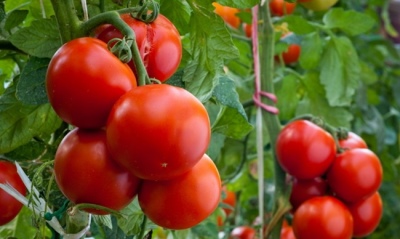Гибриды томатов: названия гибридных сортов помидоров, отзывы, фото