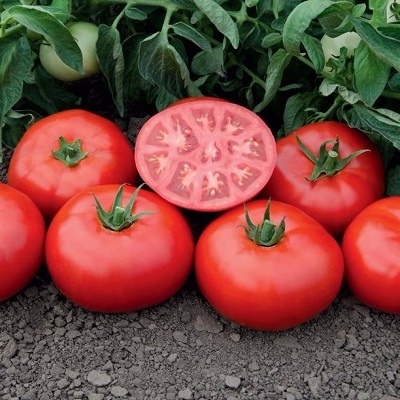 Сорта томатов для Томской области названия, фото, описание