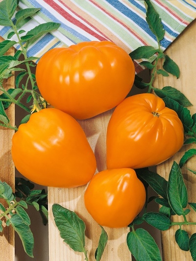 бычье сердце оранжевое томат отзывы описание сорта фото характеристика