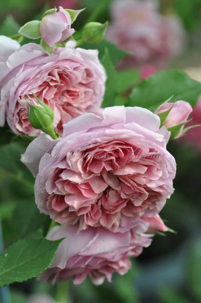 Роза Французское платье - характеристика правила выращивания и ухода отзывы | Мой сад