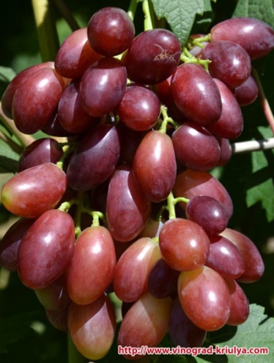 Виноград Малиновая Заря: описание, характеристики, выращивание, фото, отзывы