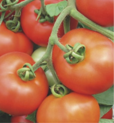 Томат Барон: описание сорта помидоров, характеристики. Особенности посадки и выращивания, болезни и вредители, достоинства и недостатки, отзывы