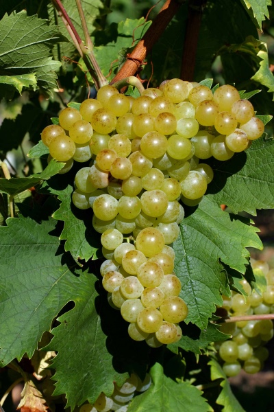 виноград мускат белый описание сорта фото отзывы