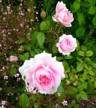 Роза Ламберт Клосс: особенности и характеристика сорта, правила посадки, выращивания и ухода, отзывы