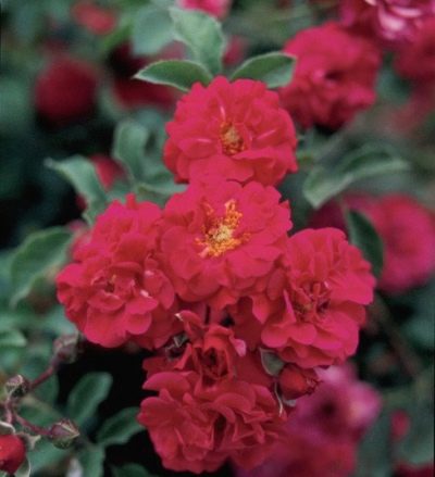 Радуга - роза с яркими цветами и долгим сроком цветения