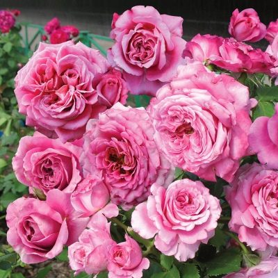 Терра Нова - роза с изумительным ароматом и красивыми бутонами