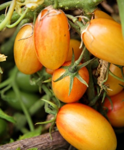 томат стыдливый румянец характеристика и описание сорта фото отзывы урожайность