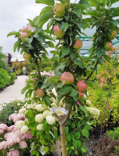 Яблоня яблоня Алые Паруса: отзывы, описание сорта, фото, видео, отзывы,характеристики - Ортон