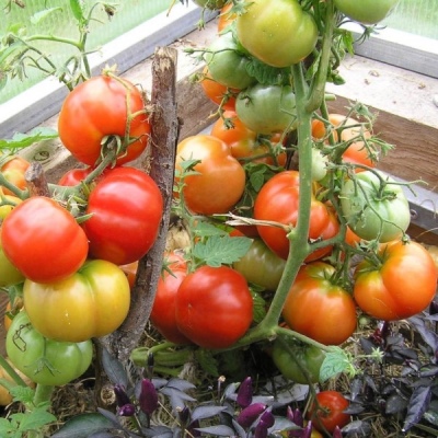 томат бони м характеристика и описание сорта фото отзывы урожайность