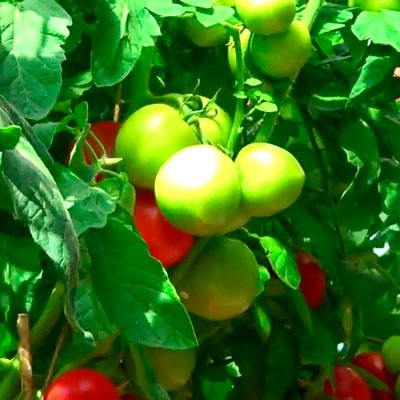 Лучшие супердетерминантные томаты 2023 года: какие супердетерминантныесорта томатов лучше купить, как правильно выбрать, фото, характеристики,урожайность, описание сортов - Ортон