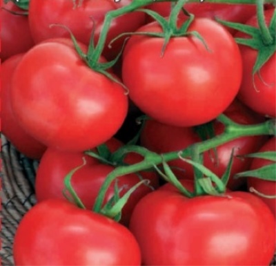 Особенности выращивания томата Непас
