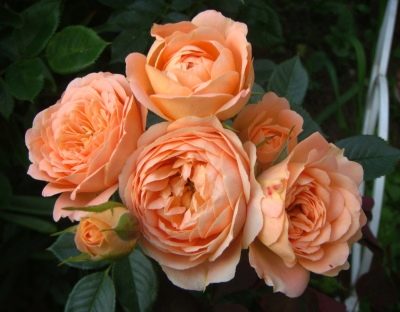 Роза Свит Дрим: особенности и характеристика сорта, правила посадки, выращивания и ухода, отзывы - все, что нужно знать