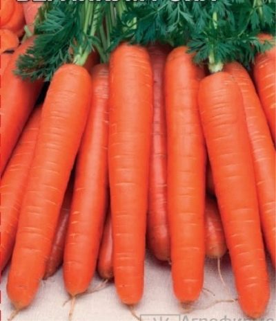 Морковь Берликум Роял описание сорта, урожайность, фото и отзывы
