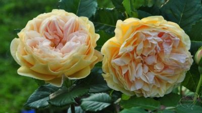 Основные параметры и характеристики розы Голден Зест