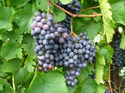 Виноград Аметистовый описание сорта, фото, отзывы и выращивание
