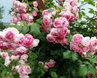 Преимущества посадки и выращивания розы Жасмина